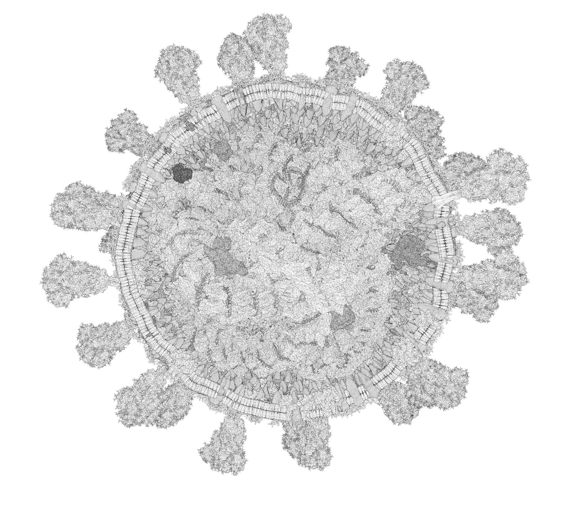 Corona Virus - scientifically accurate 3d model 3D model_9