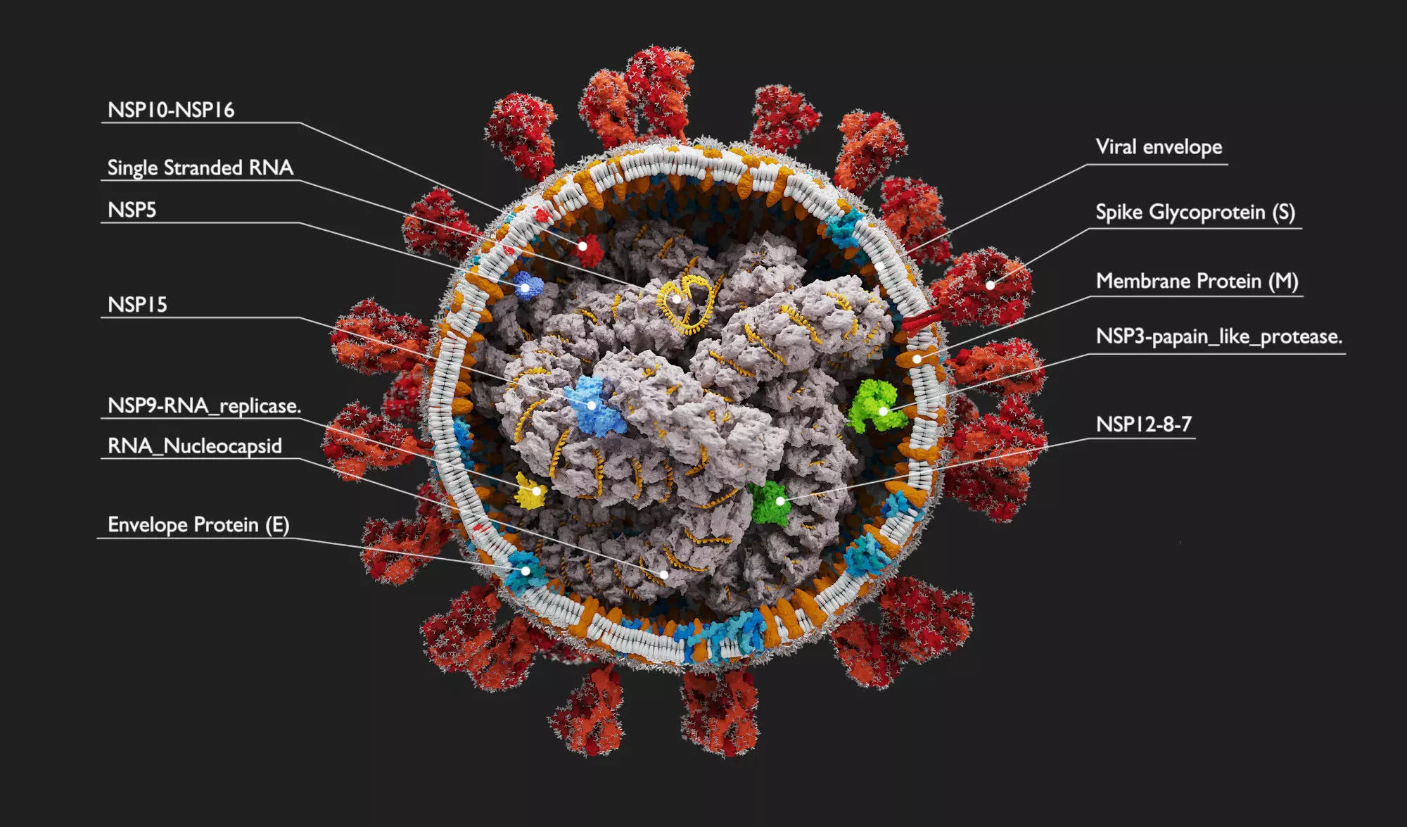 Corona Virus - scientifically accurate 3d model 3D model_0