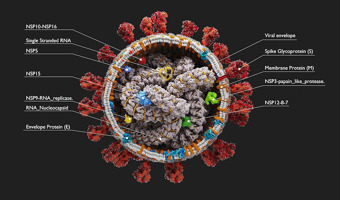 Corona Virus - scientifically accurate 3d model 3D model