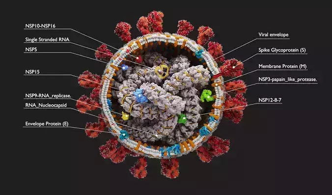 Corona Virus - scientifically accurate 3d model 3D model
