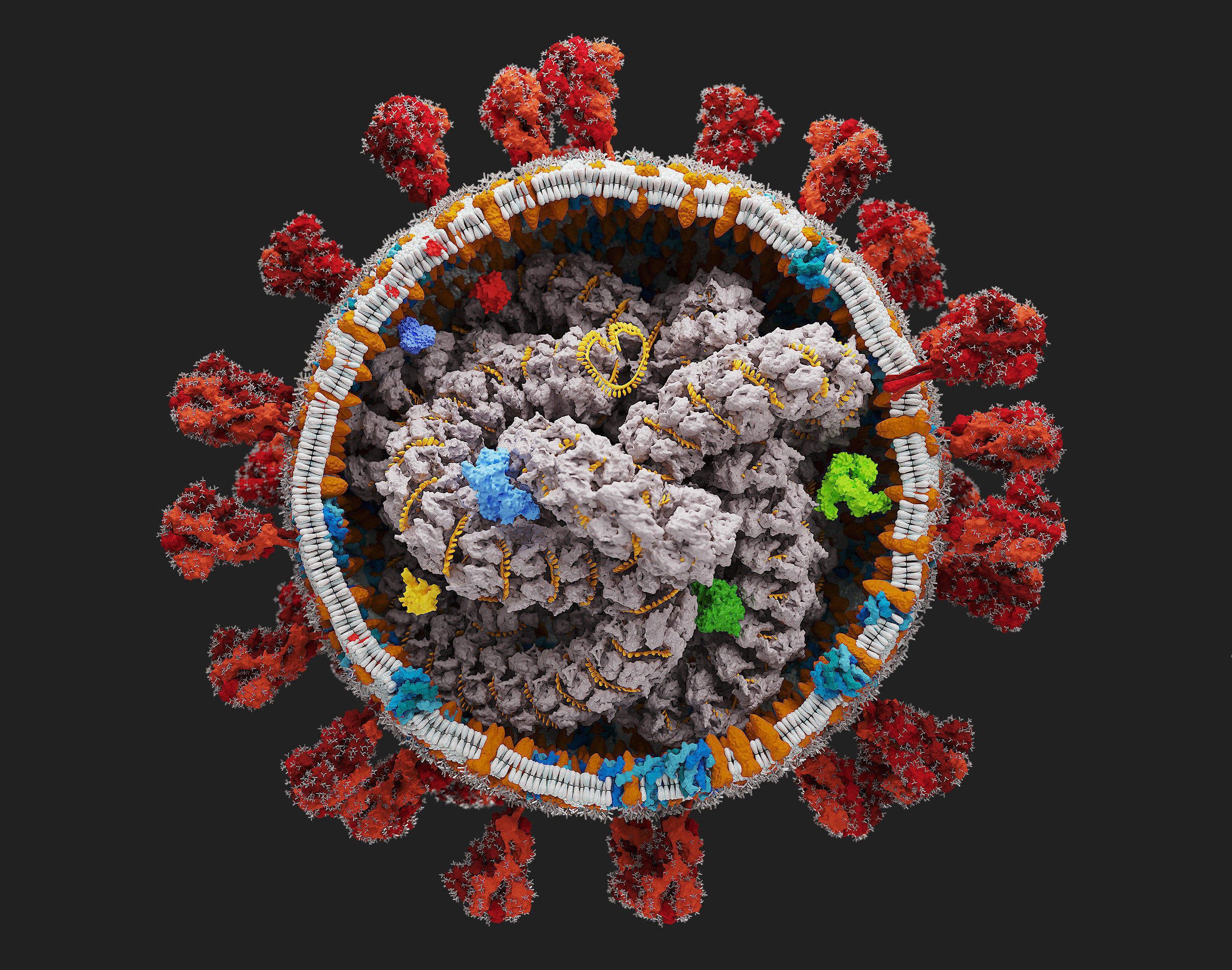 Corona Virus - scientifically accurate 3d model 3D model_2
