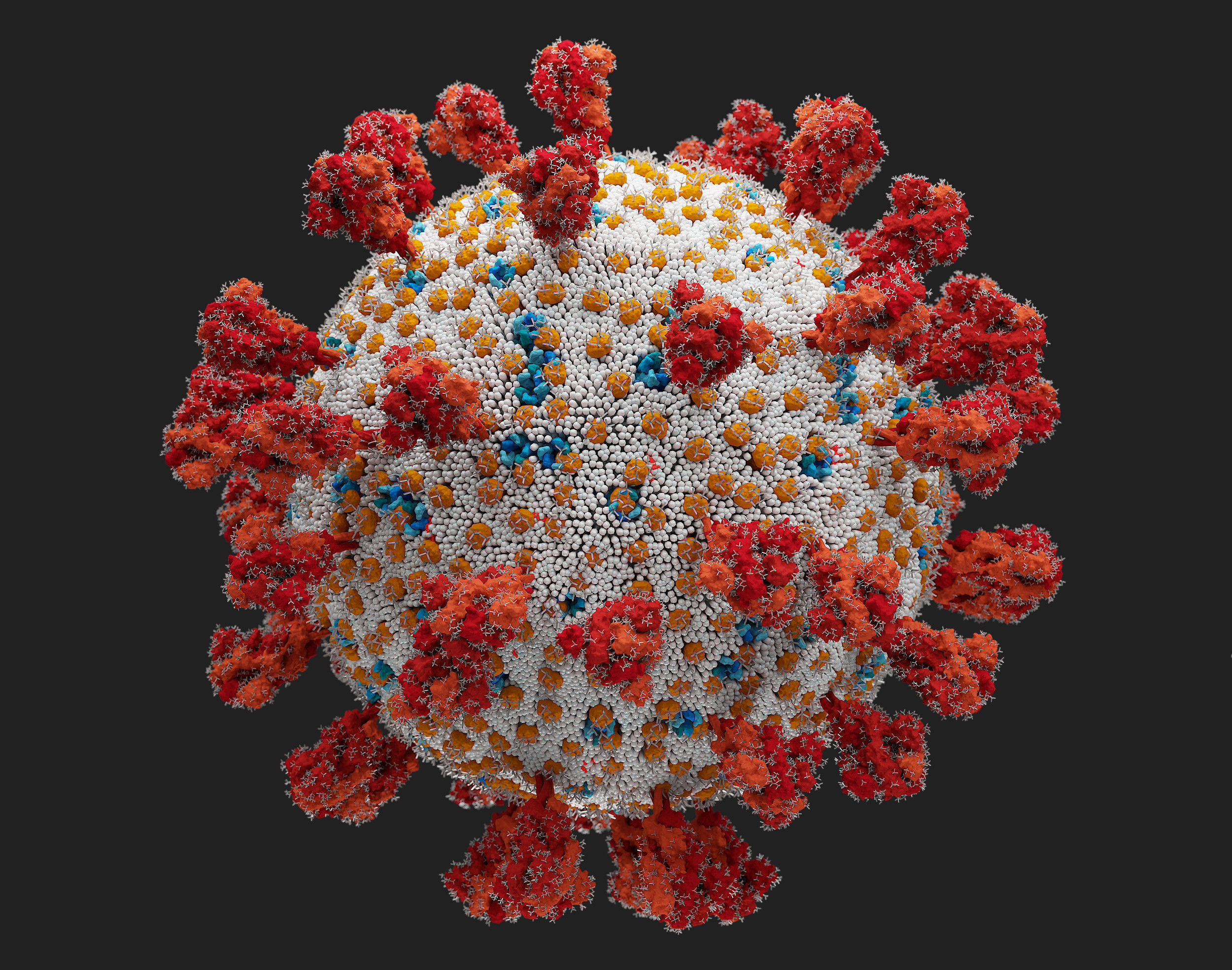 Corona Virus - scientifically accurate 3d model 3D model_3