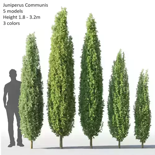 Juniperus Communis 01 3D model