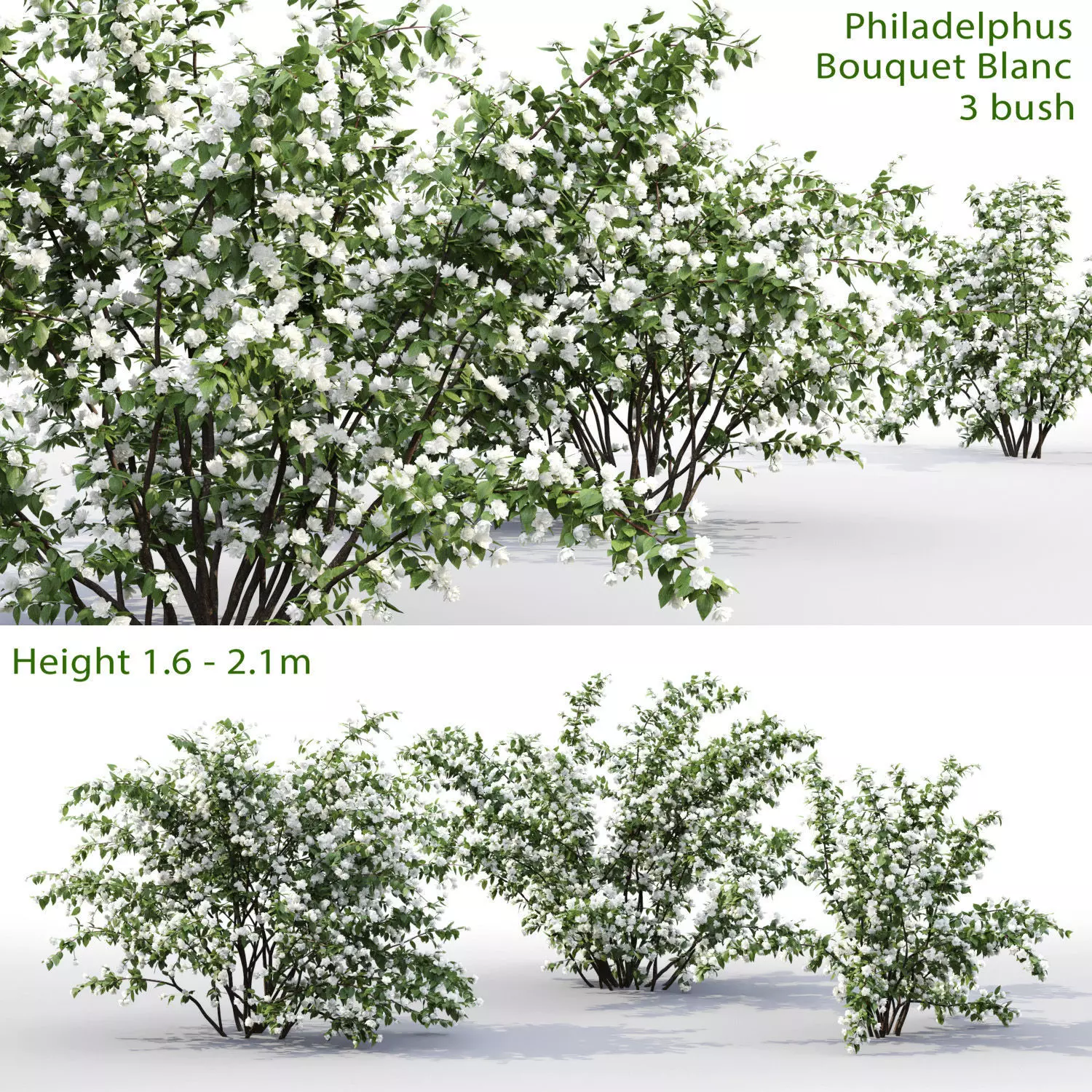 Philadelphus Bouquet Blanc 01 3D model_0