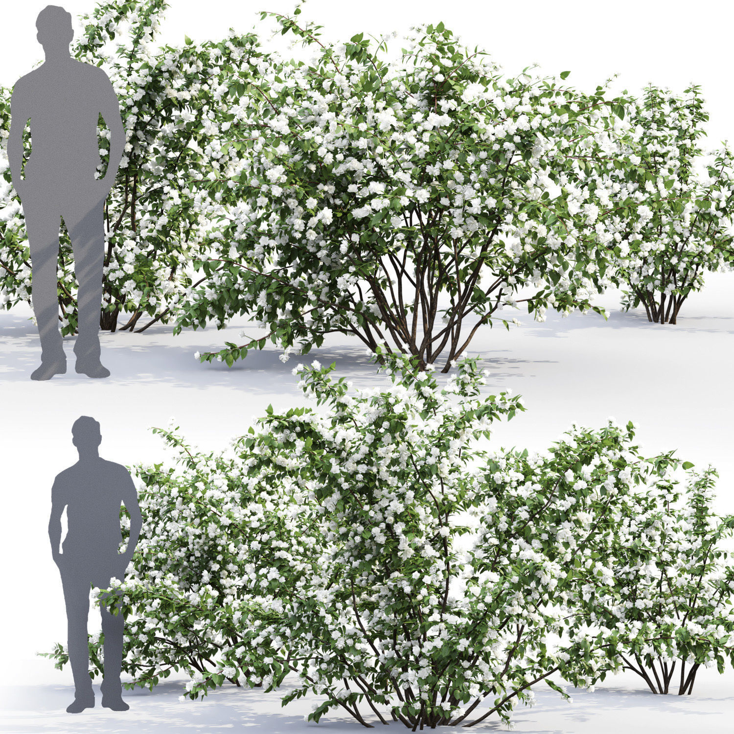 Philadelphus Bouquet Blanc 01 3D model_1