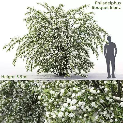 Philadelphus Bouquet Blanc 02 3D model