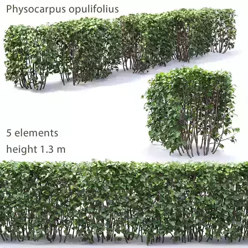 Physocarpus opulifolius hedge 01 3D model