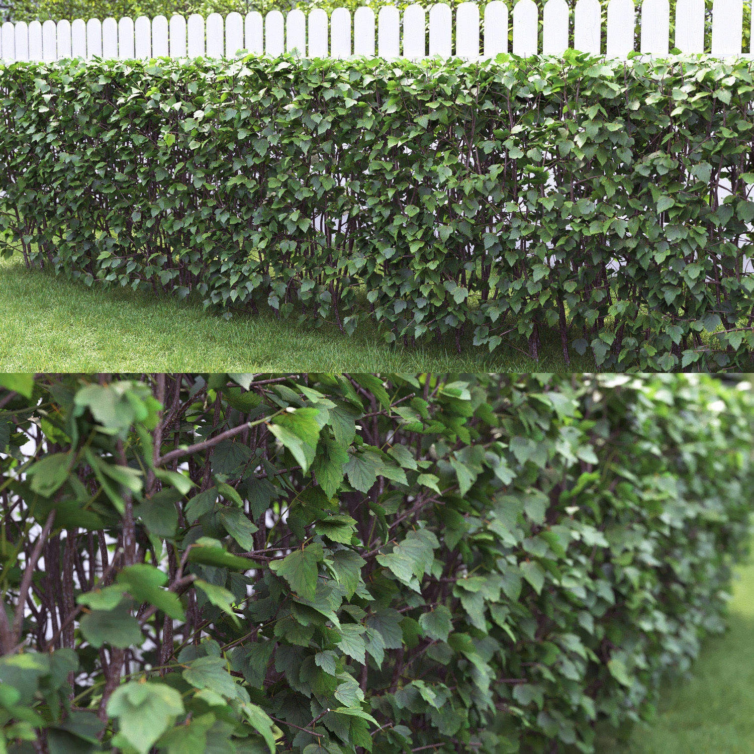 Physocarpus opulifolius hedge 01 3D model_1