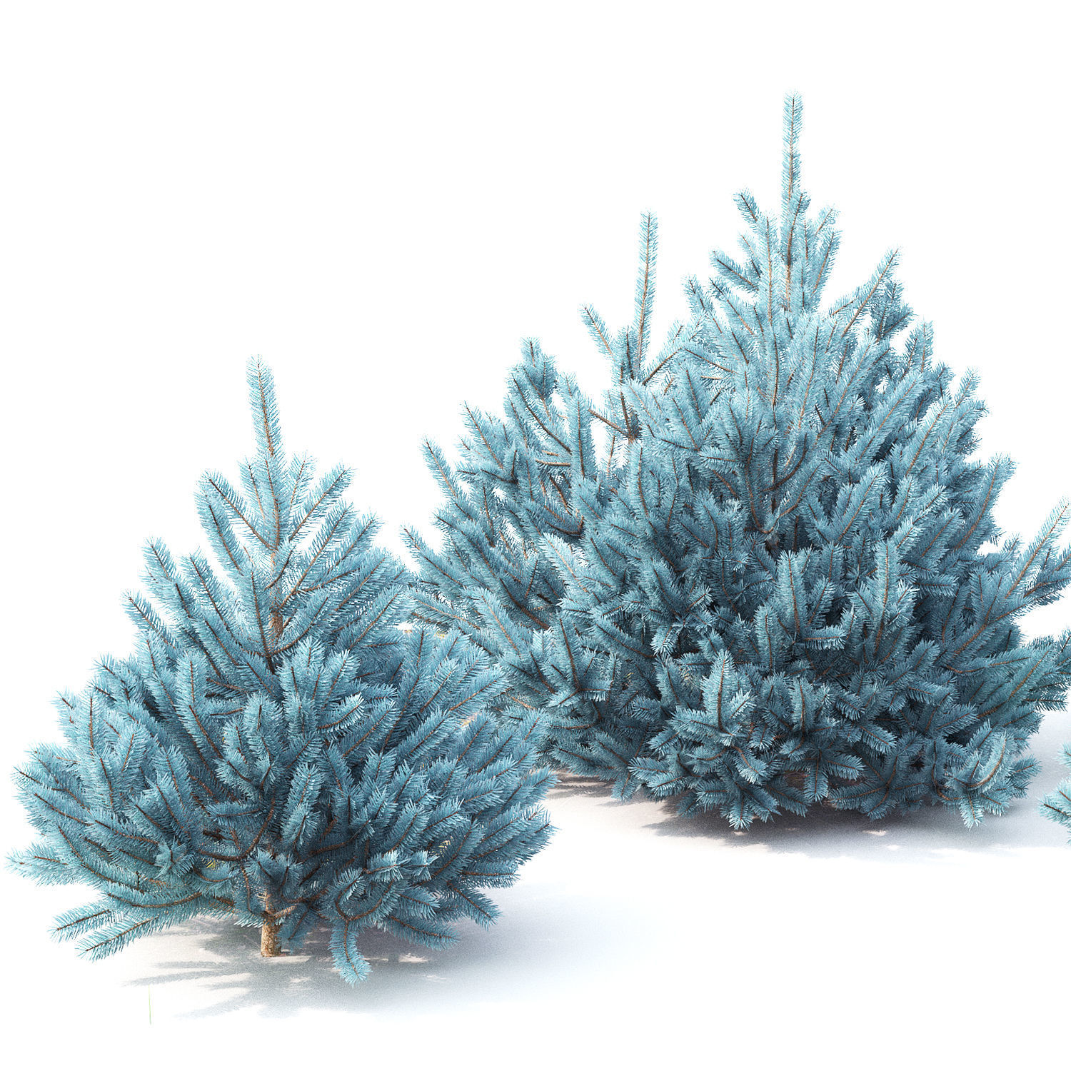Picea 01 3D model_1