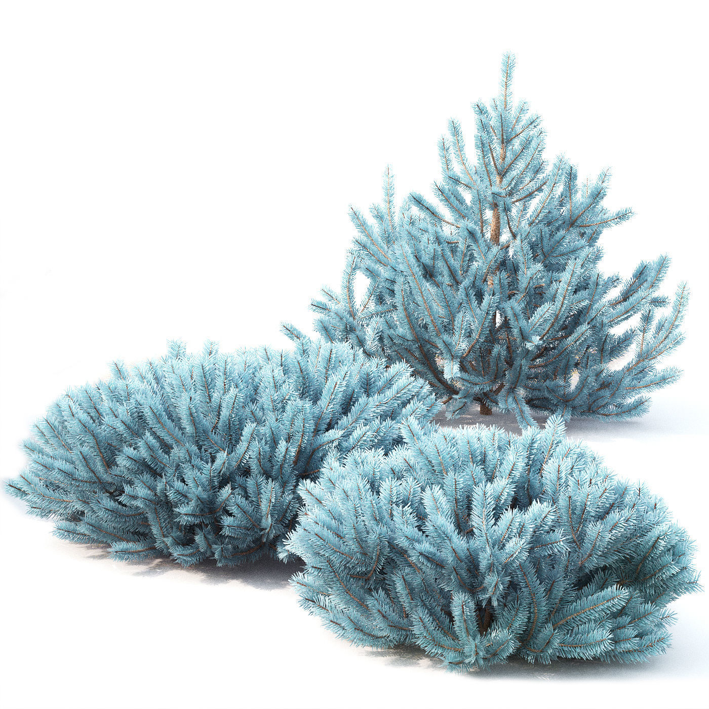 Picea 01 3D model_2