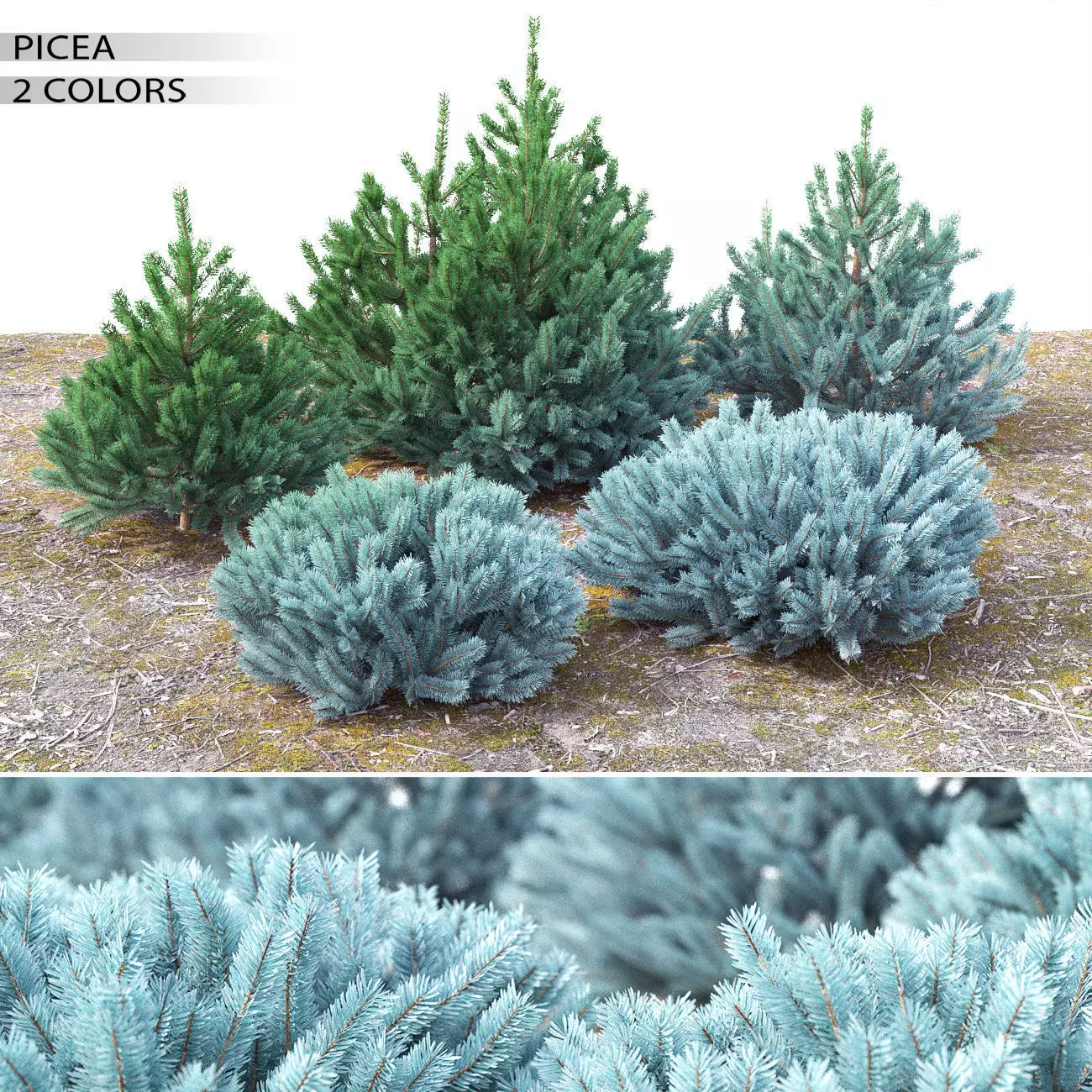 Picea 01 3D model_0