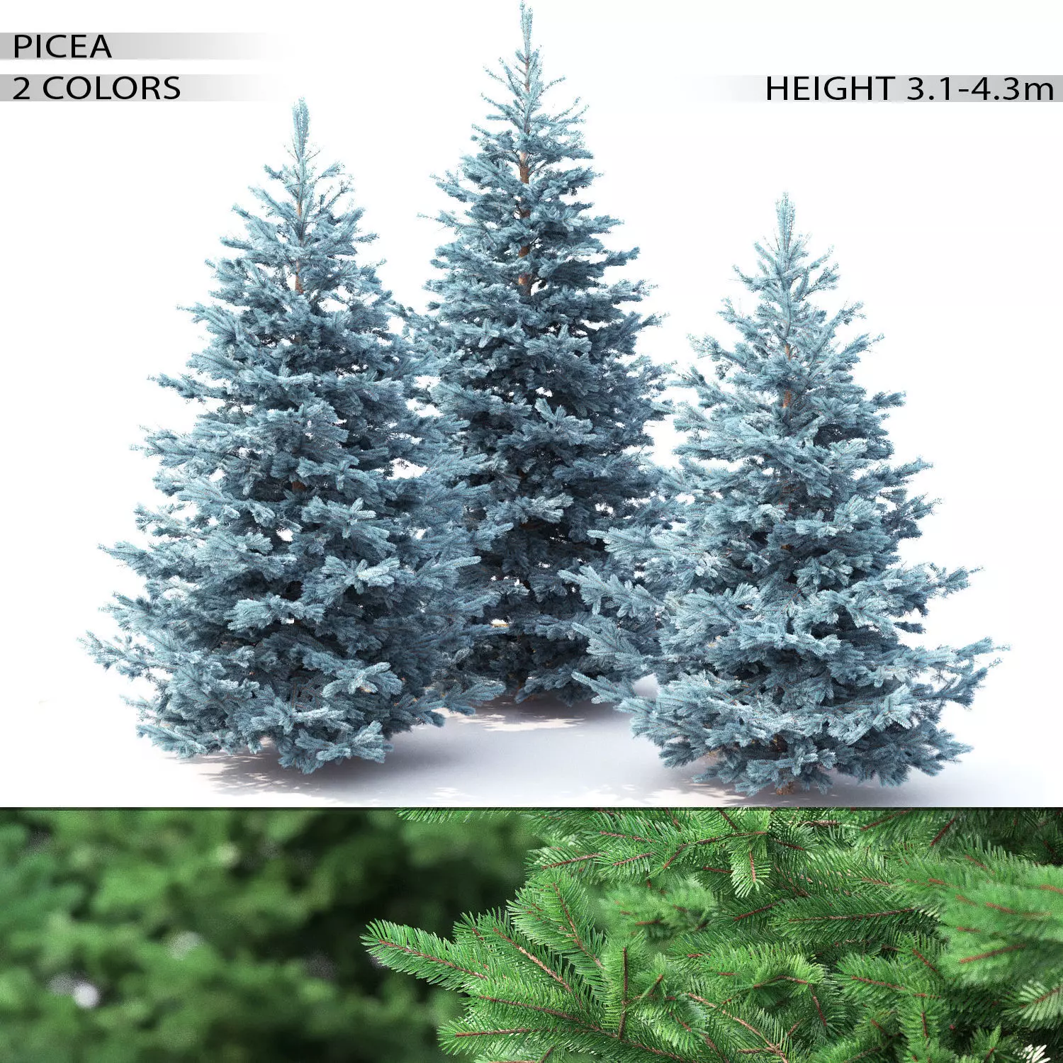 Picea 02 3D model