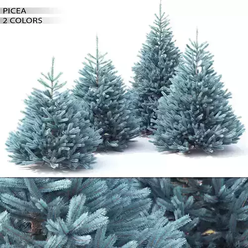 Picea 03