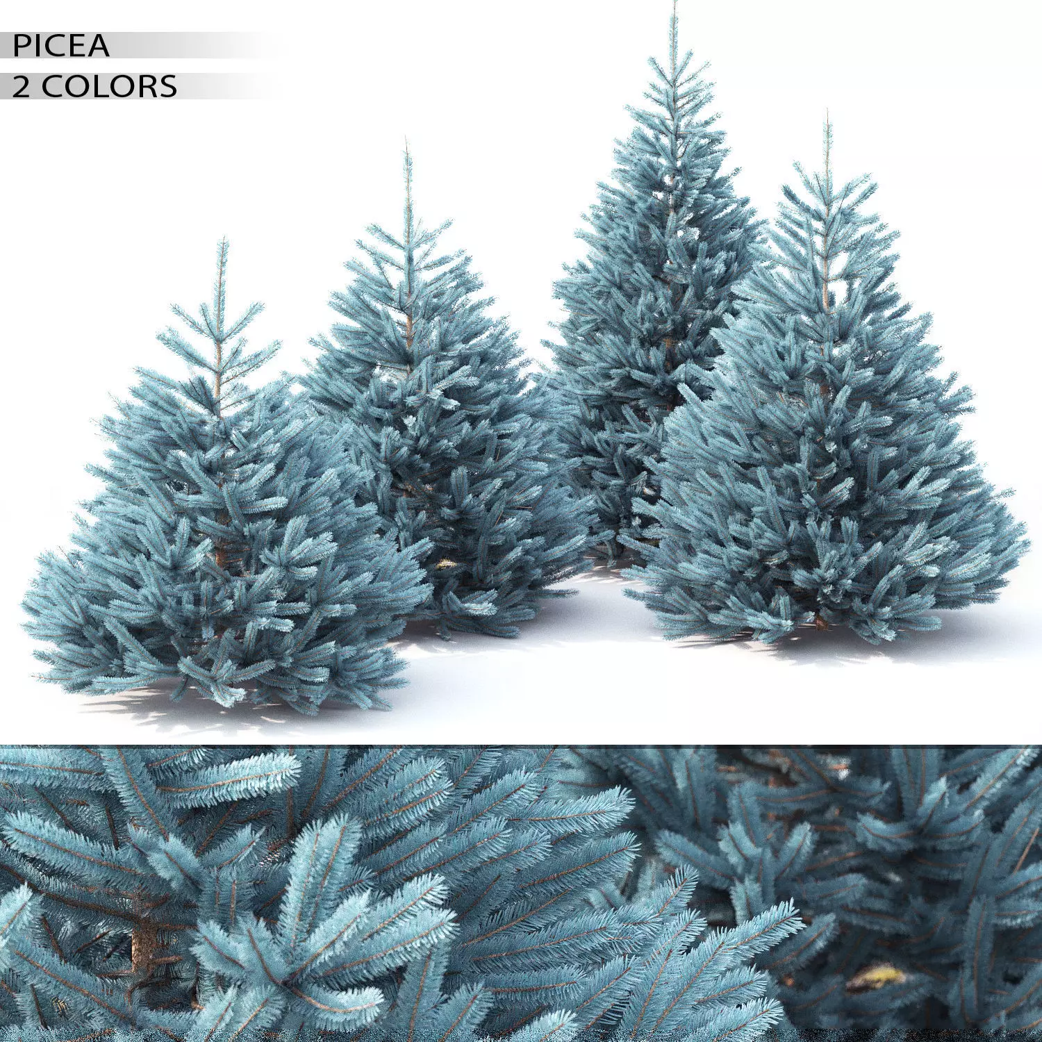 Picea 03 3D model