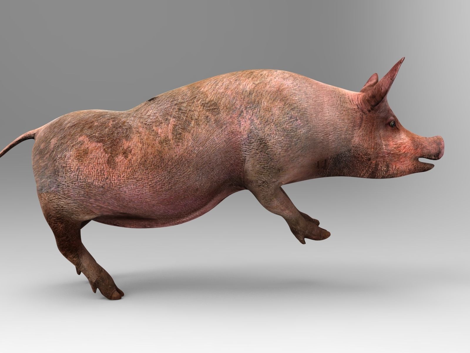 Pig Rigged  Animated 3D model Low-poly 3D model_8