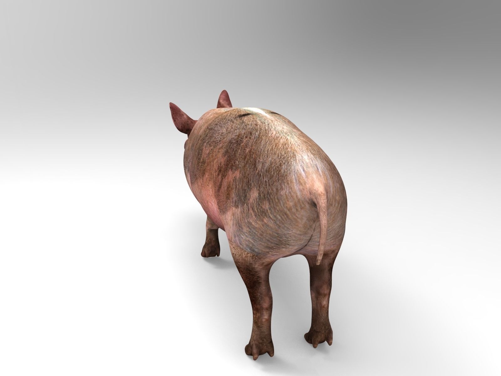 Pig Rigged  Animated 3D model Low-poly 3D model_6