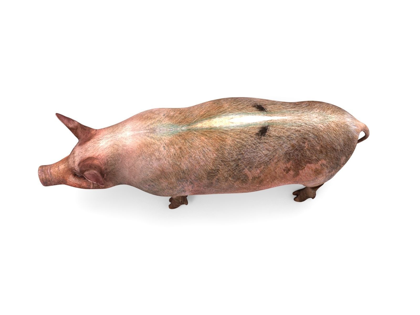 Pig Rigged  Animated 3D model Low-poly 3D model_5