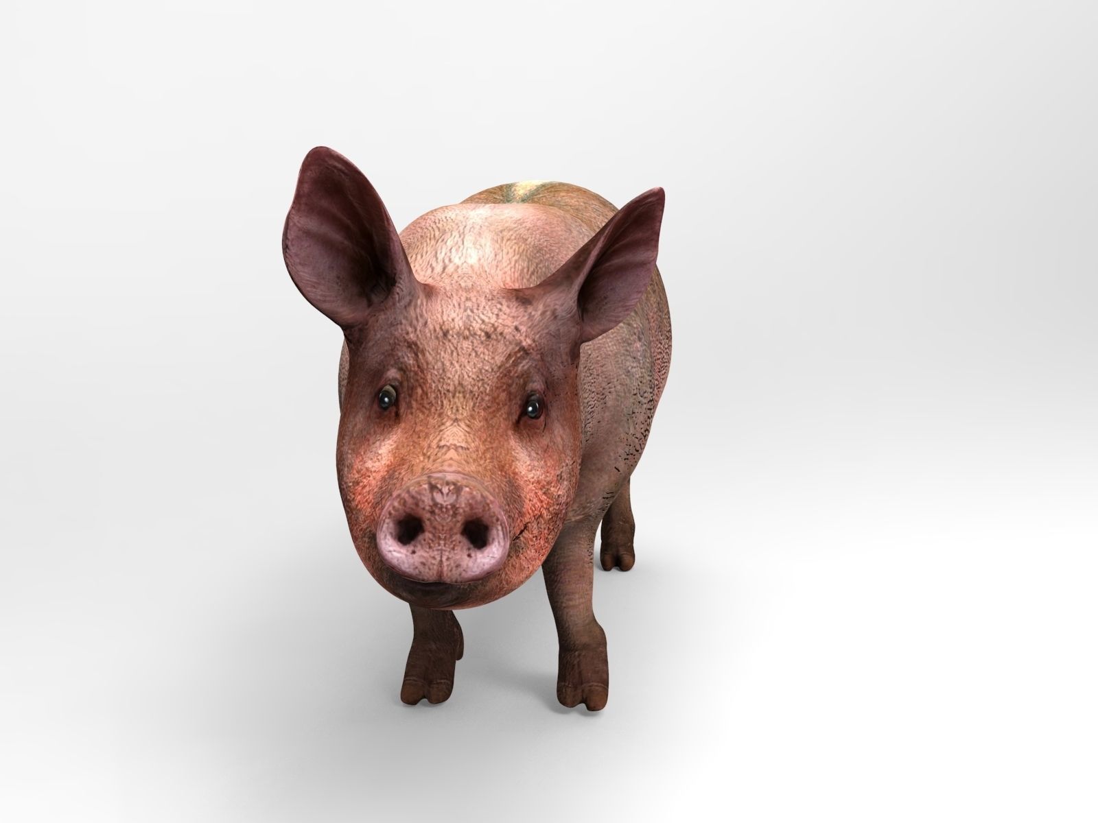 Pig Rigged  Animated 3D model Low-poly 3D model_10