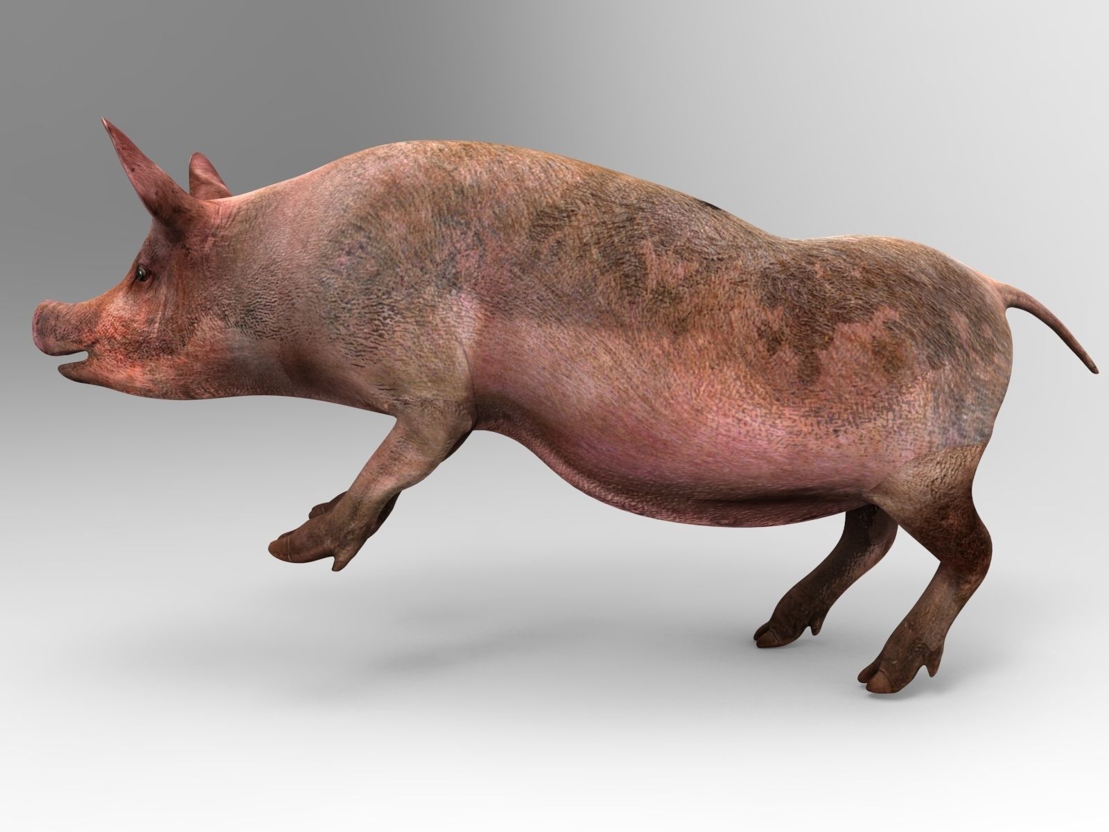 Pig Rigged  Animated 3D model Low-poly 3D model_13