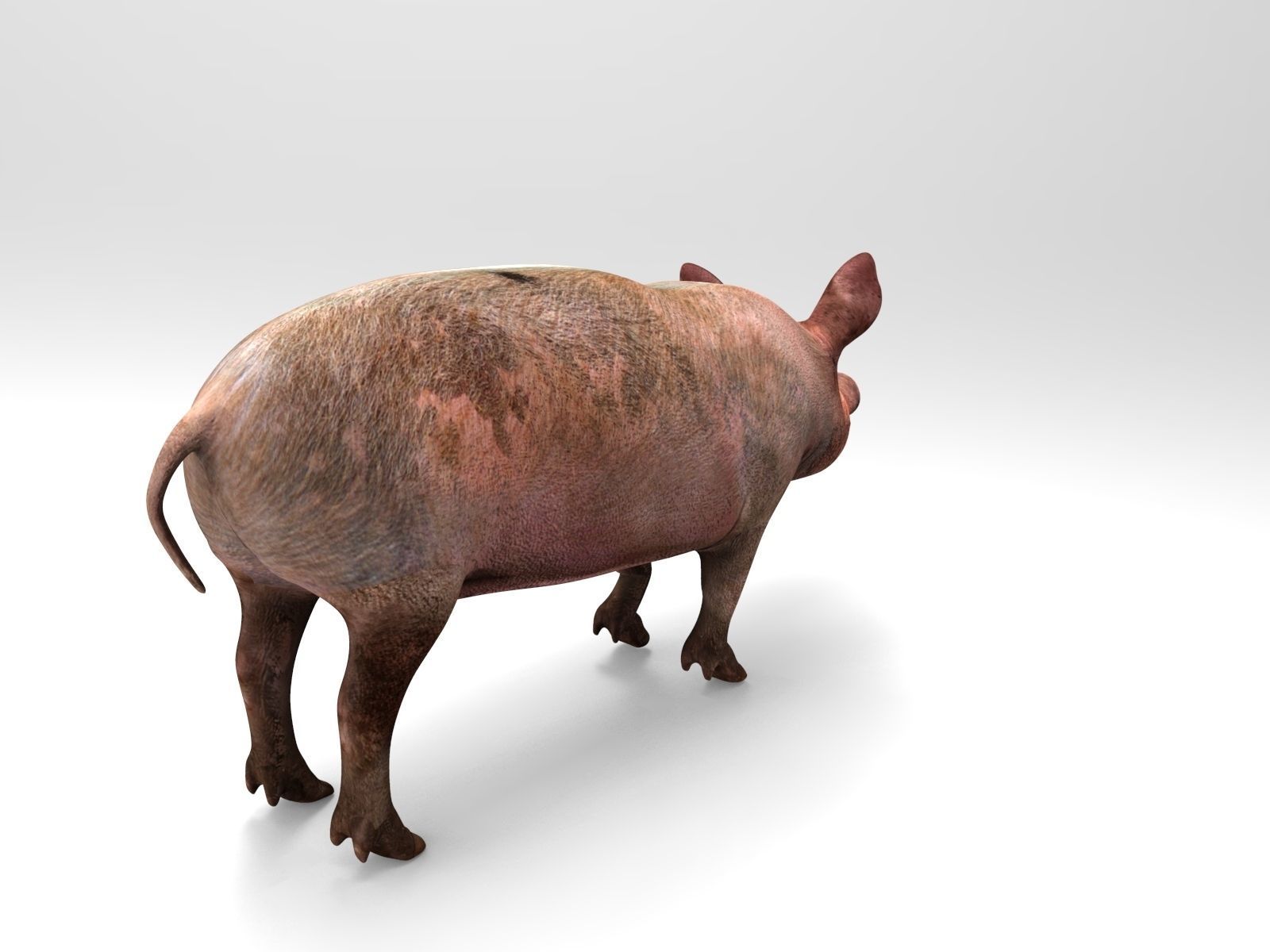Pig Rigged  Animated 3D model Low-poly 3D model_7