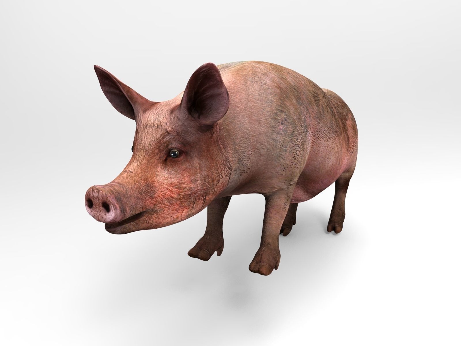 Pig Rigged  Animated 3D model Low-poly 3D model_11