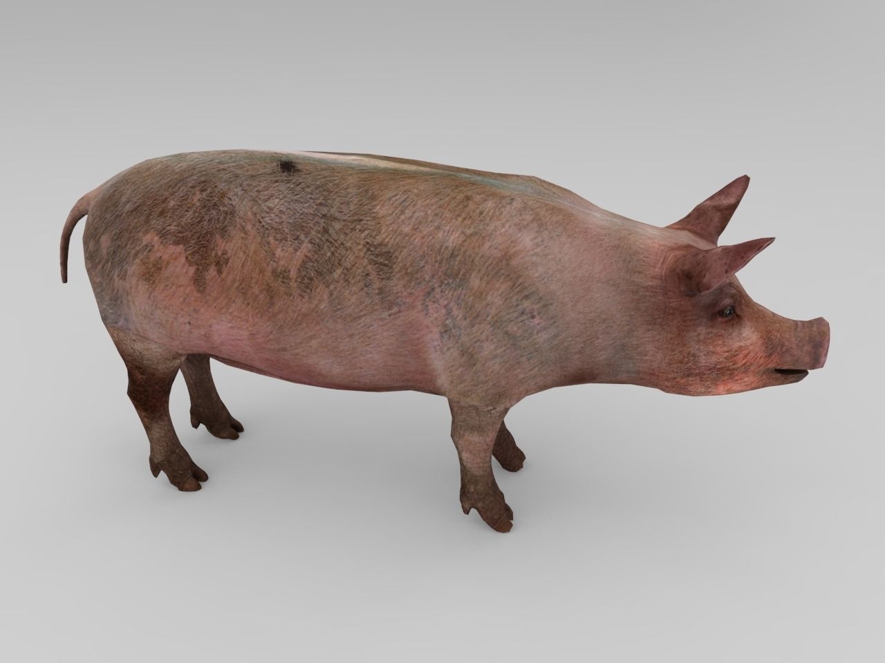 Pig Rigged  Animated 3D model Low-poly 3D model_3