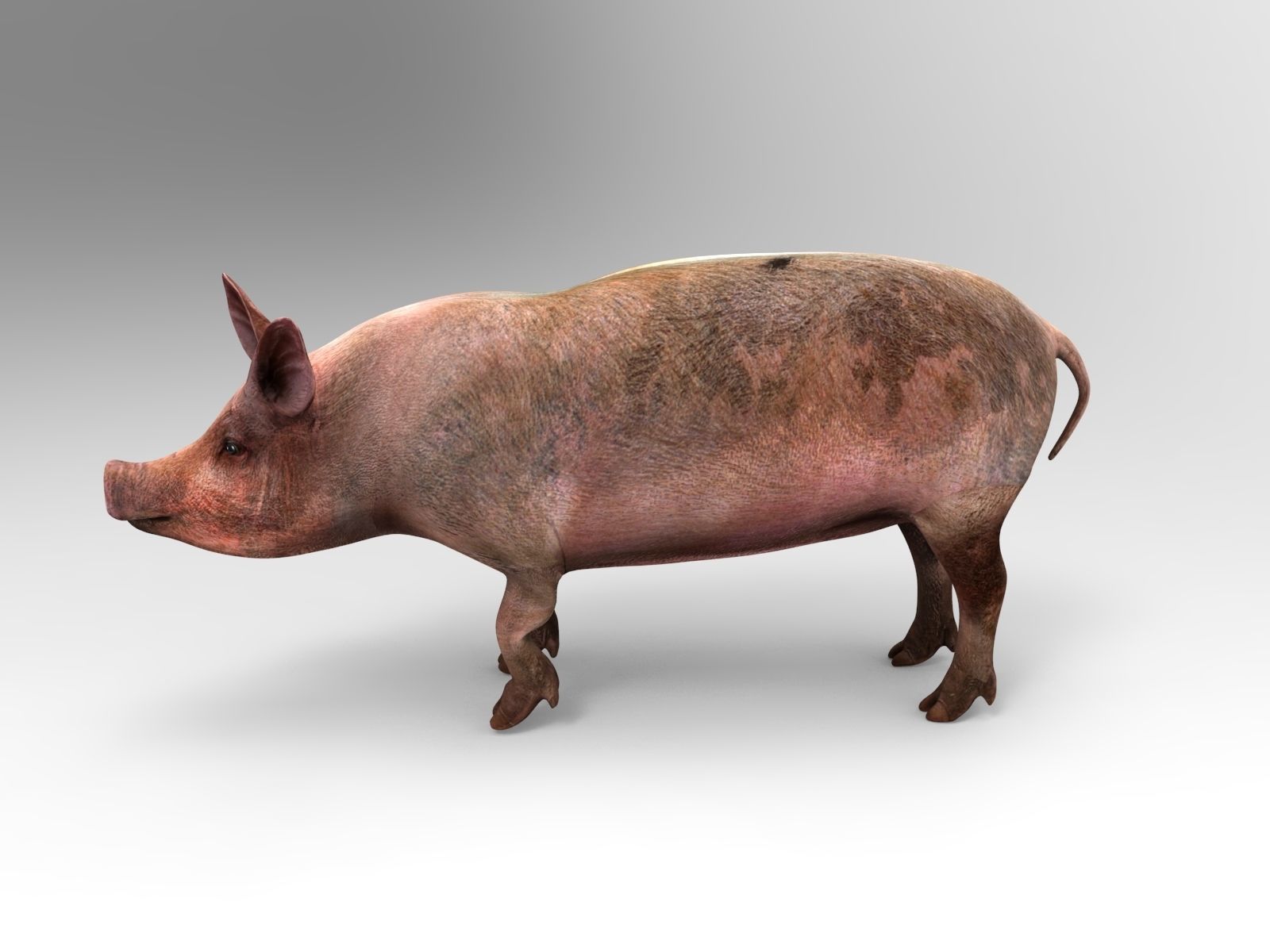 Pig Rigged  Animated 3D model Low-poly 3D model_4
