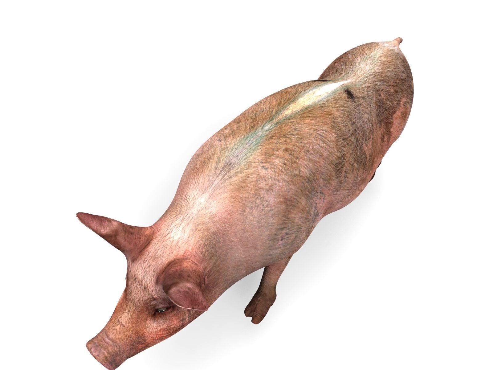 Pig Rigged  Animated 3D model Low-poly 3D model_12