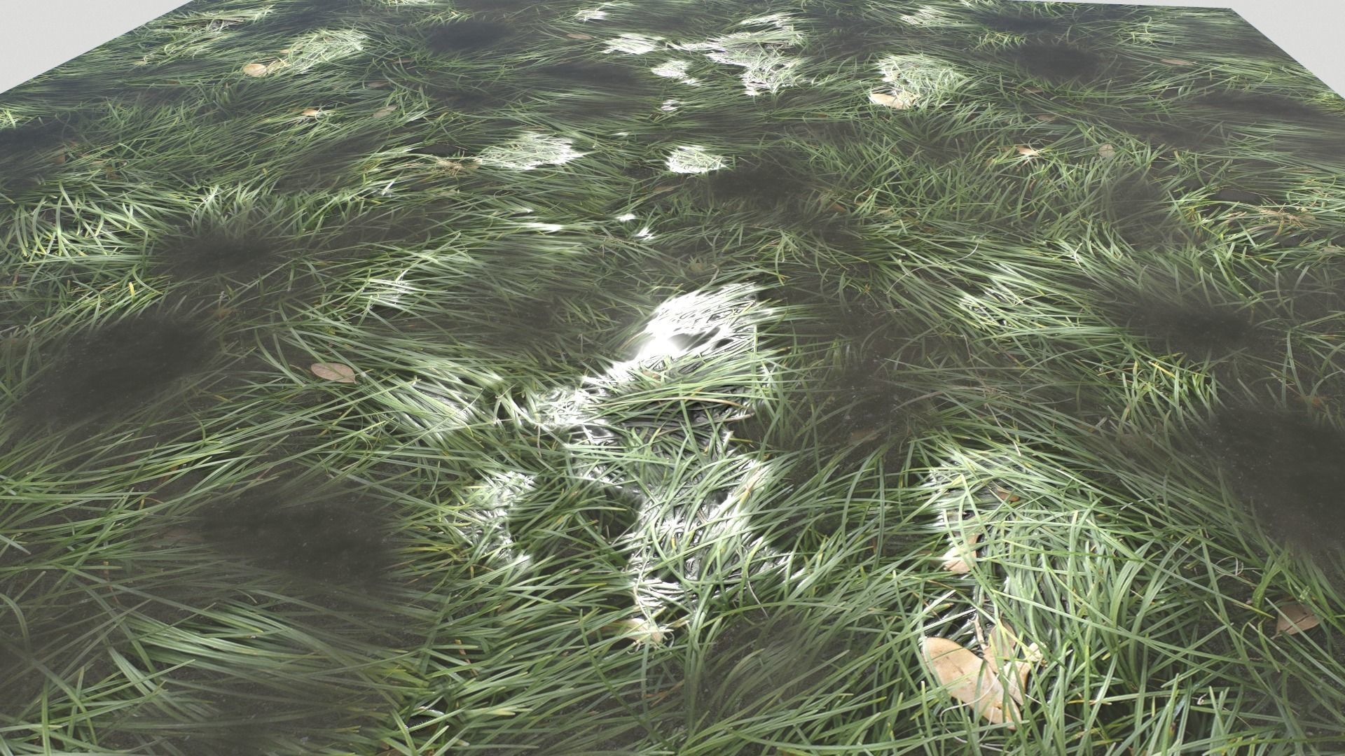 Water with algae and Plants 3 Texture_9