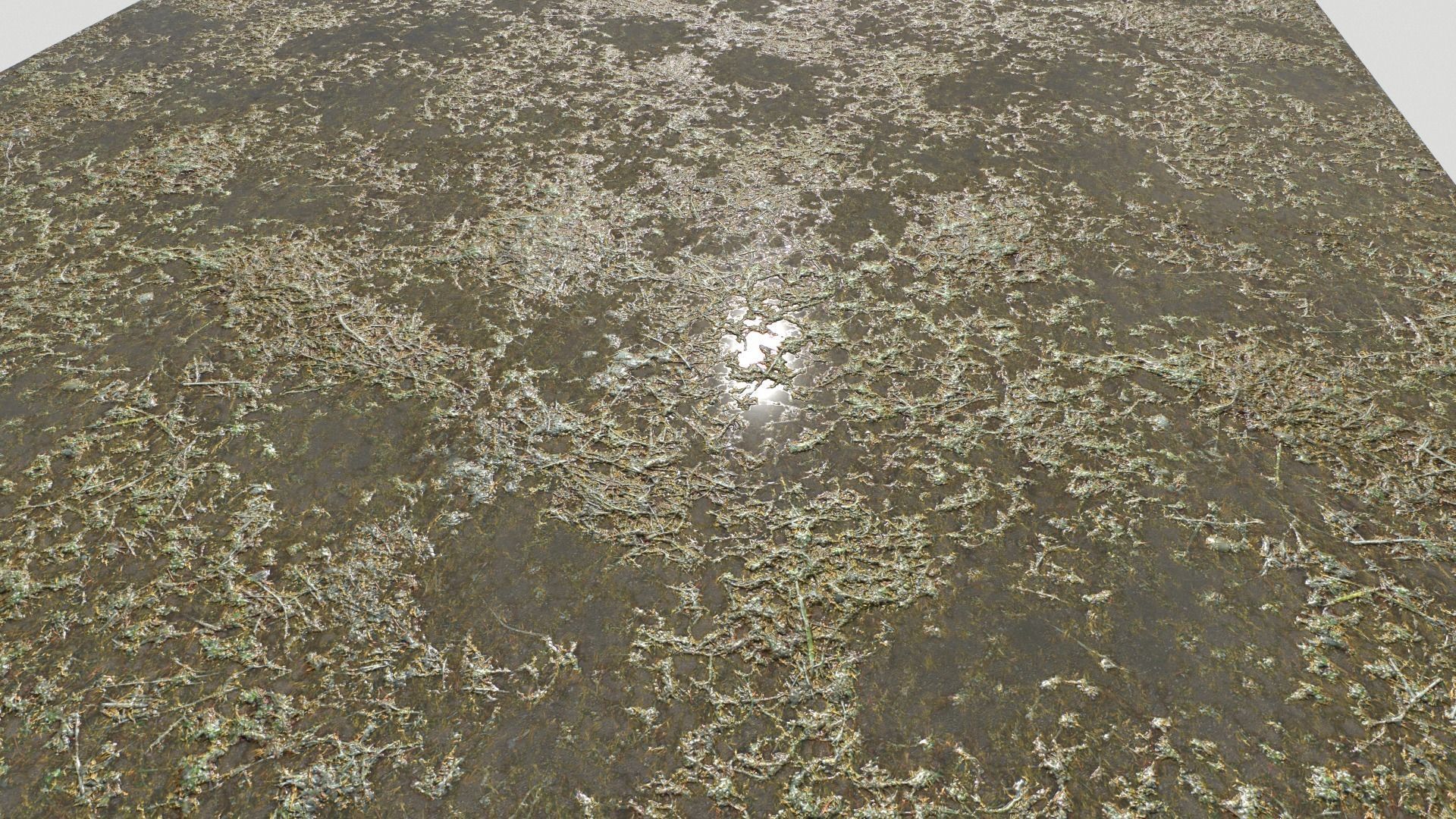 Water with algae and Plants 3 Texture_16