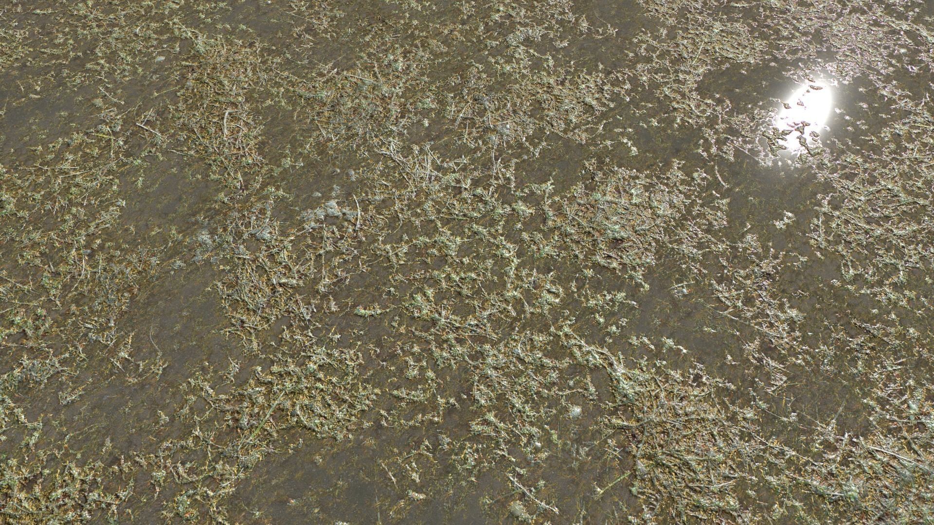 Water with algae and Plants 3 Texture_14