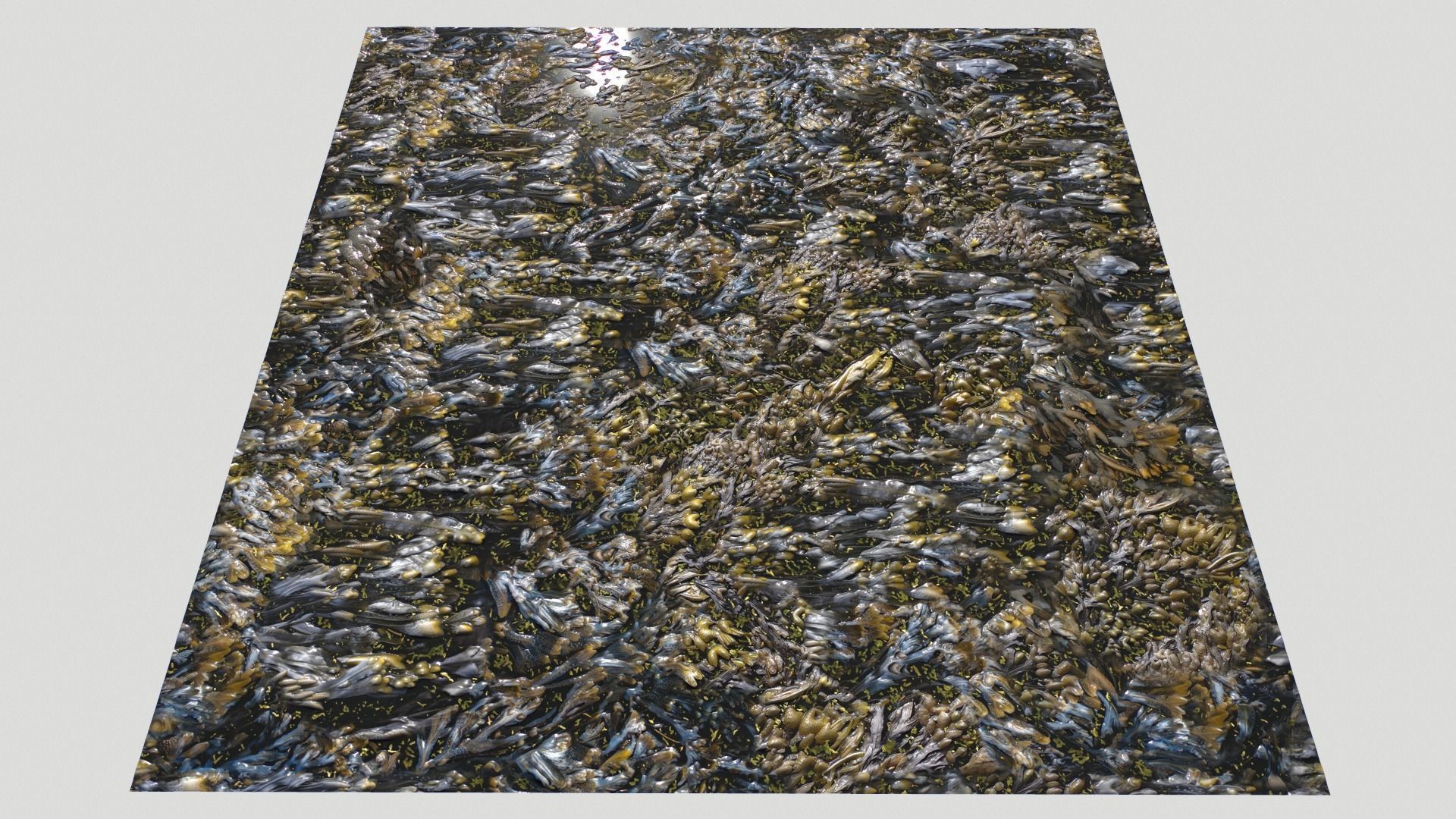 Water with algae and Plants 3 Texture_20