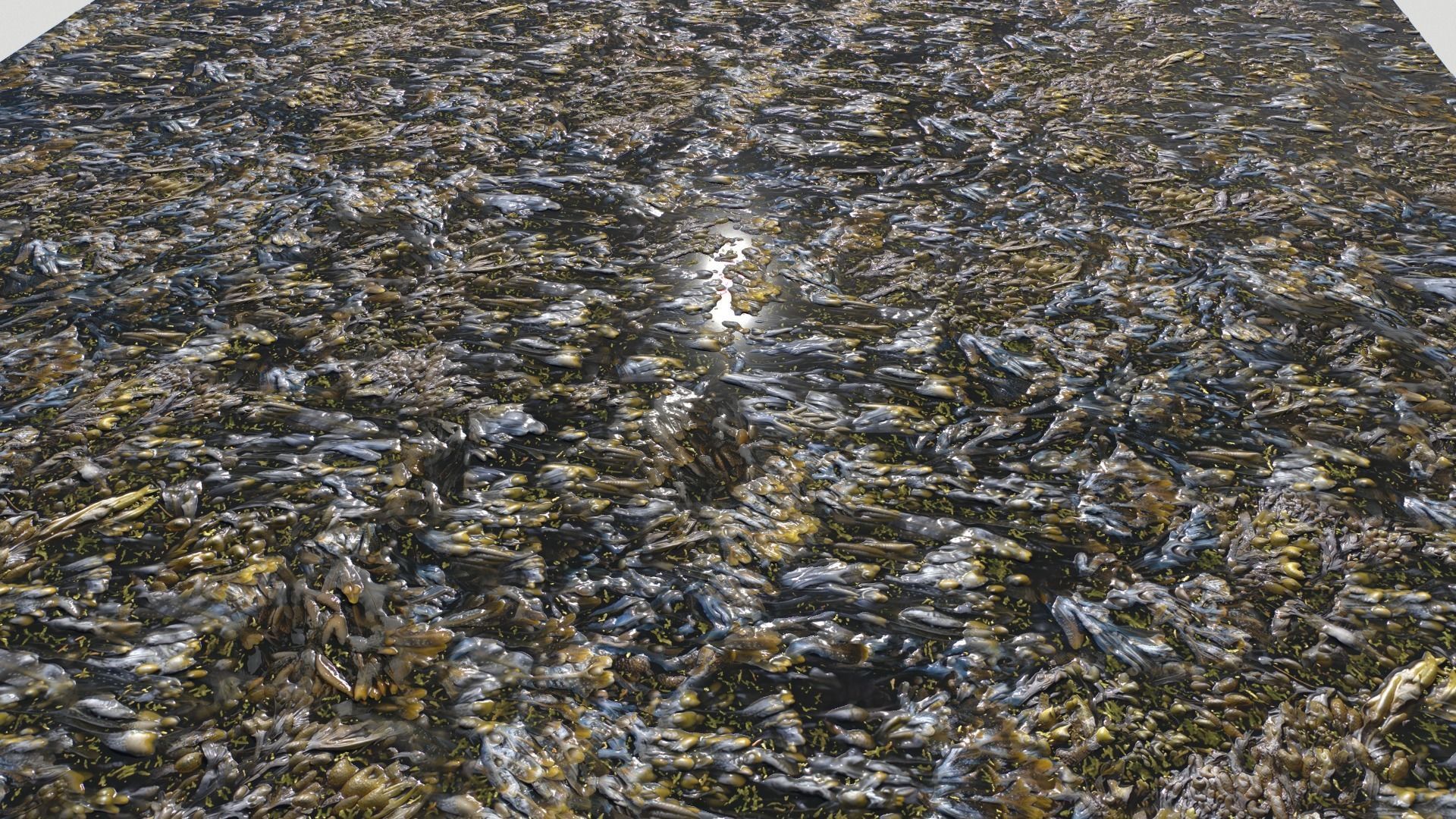 Water with algae and Plants 3 Texture_11