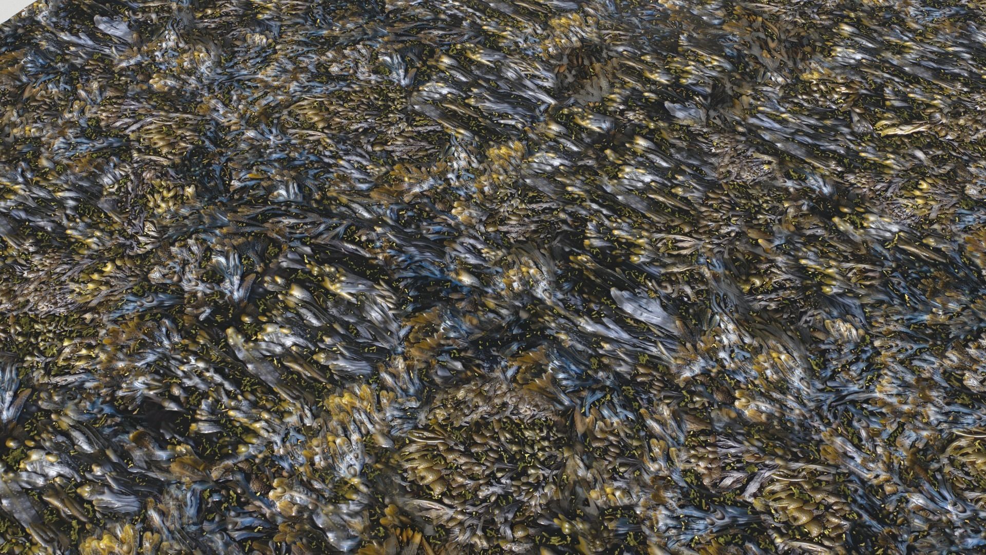 Water with algae and Plants 3 Texture_12