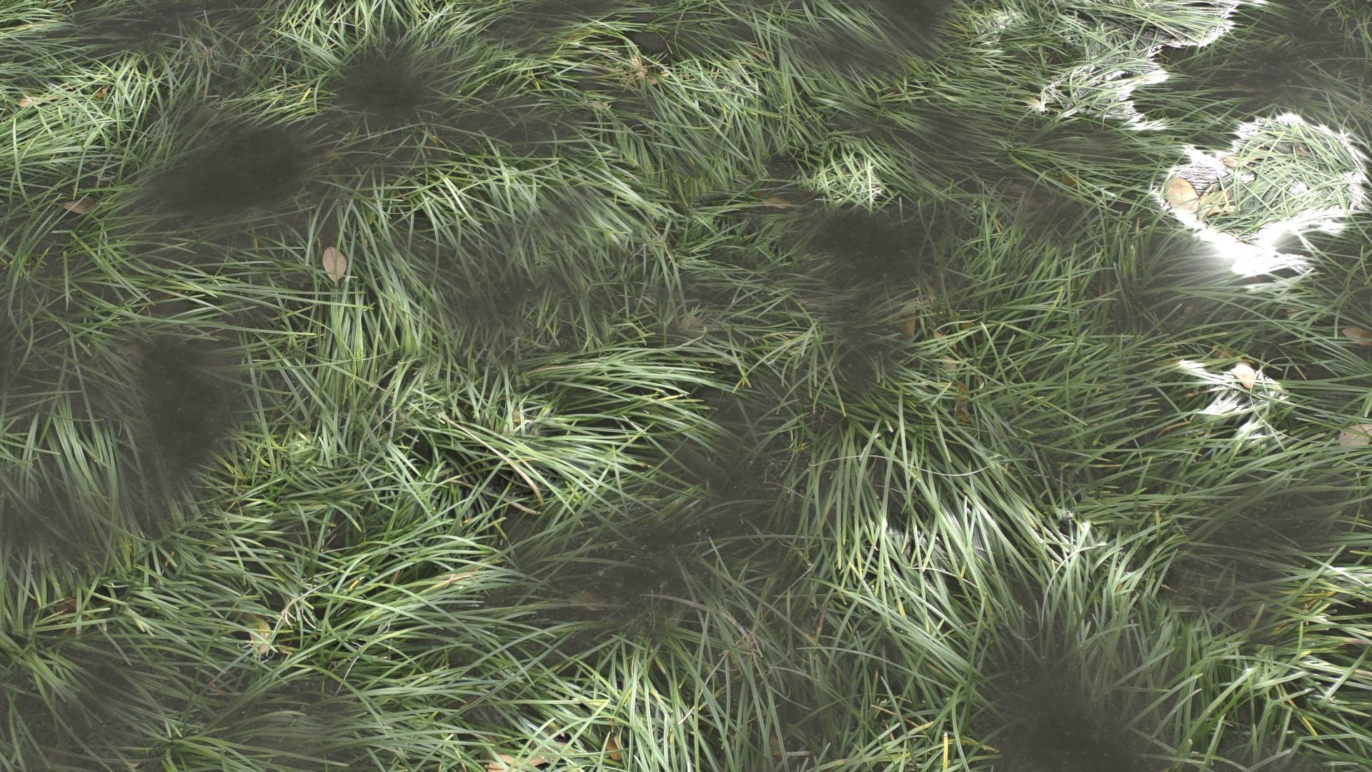 Water with algae and Plants 3 Texture_8