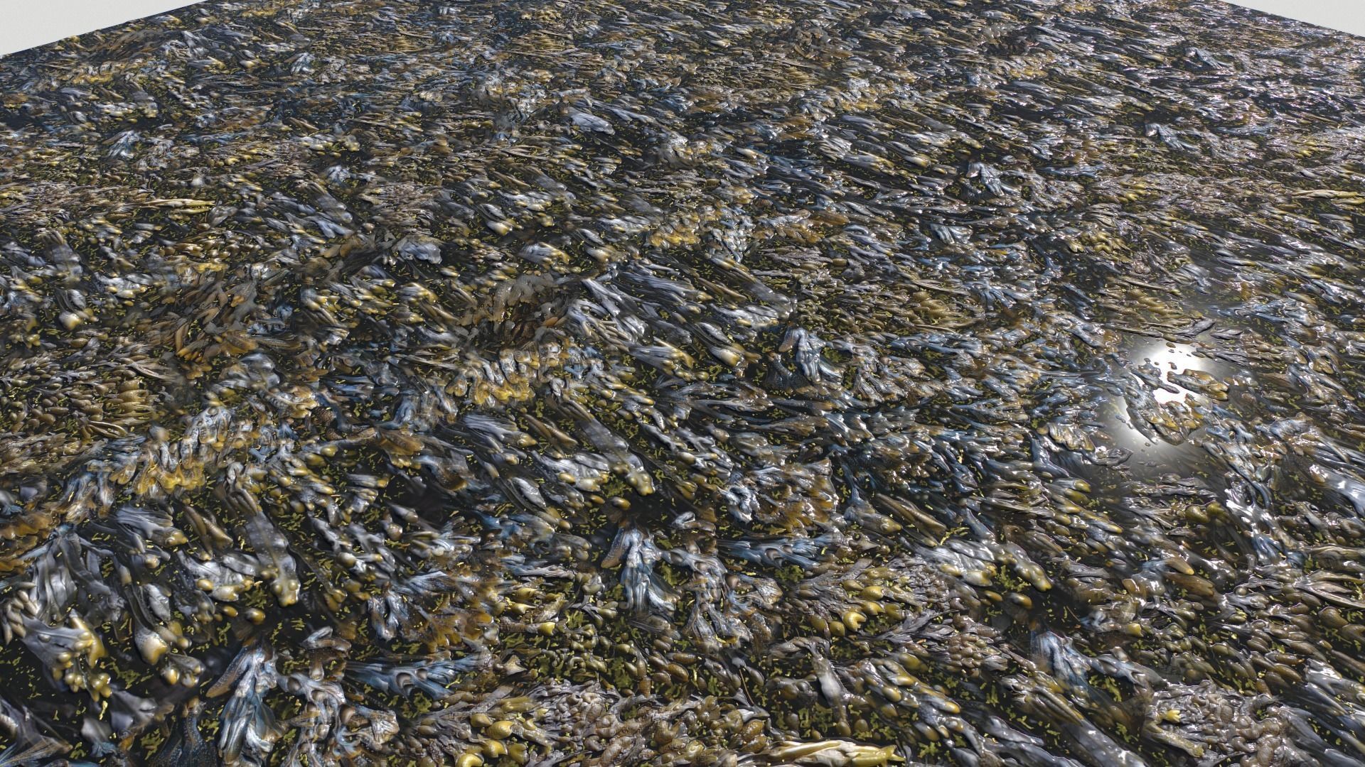 Water with algae and Plants 3 Texture_13