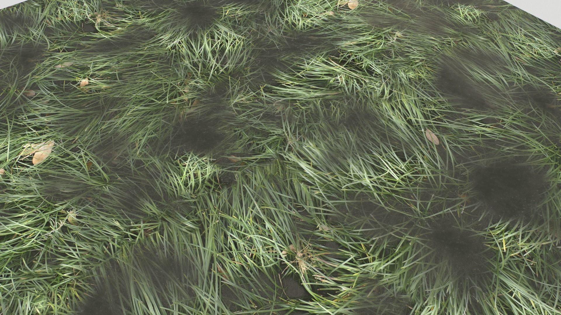 Water with algae and Plants 3 Texture_10