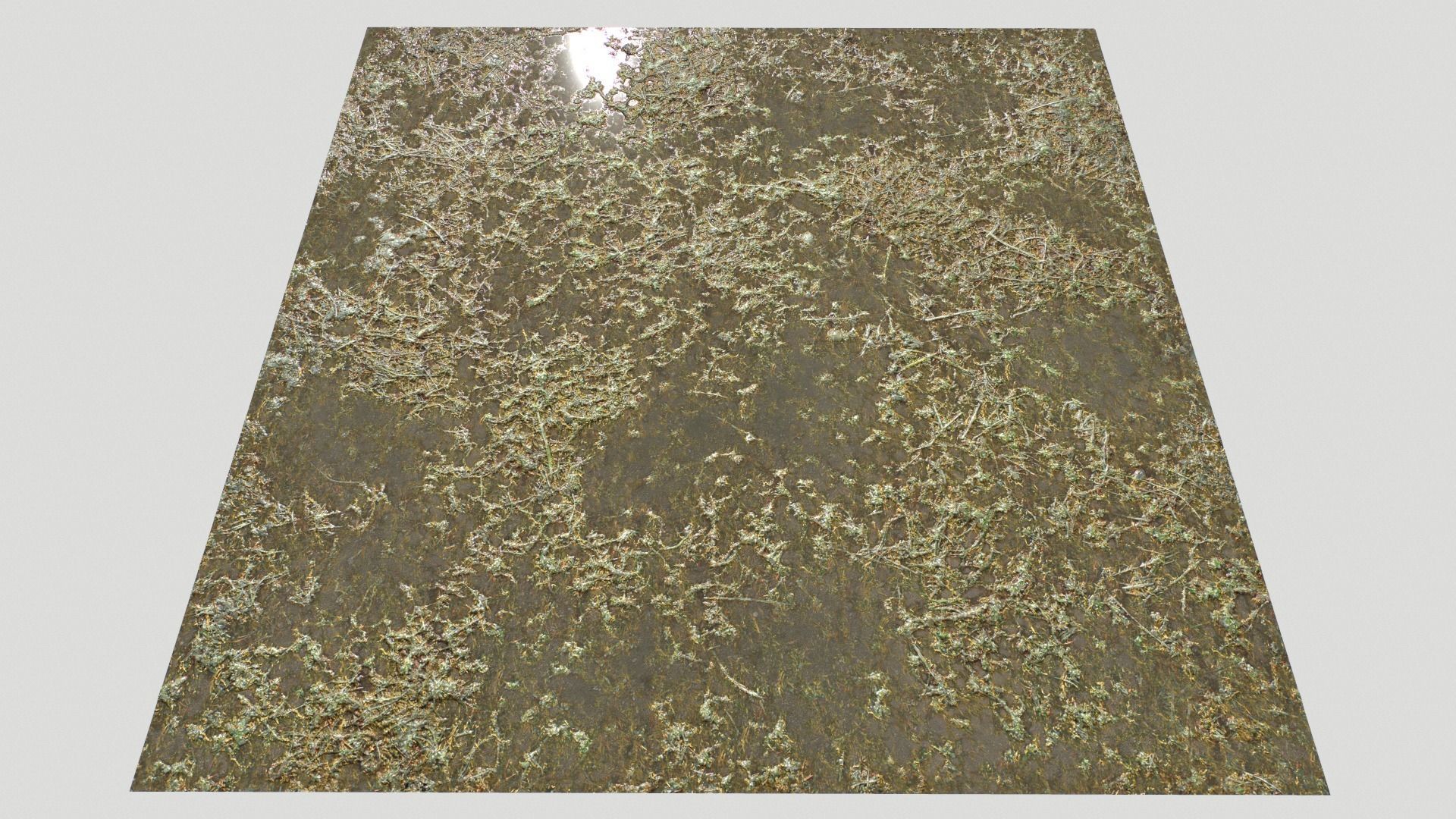 Water with algae and Plants 3 Texture_21