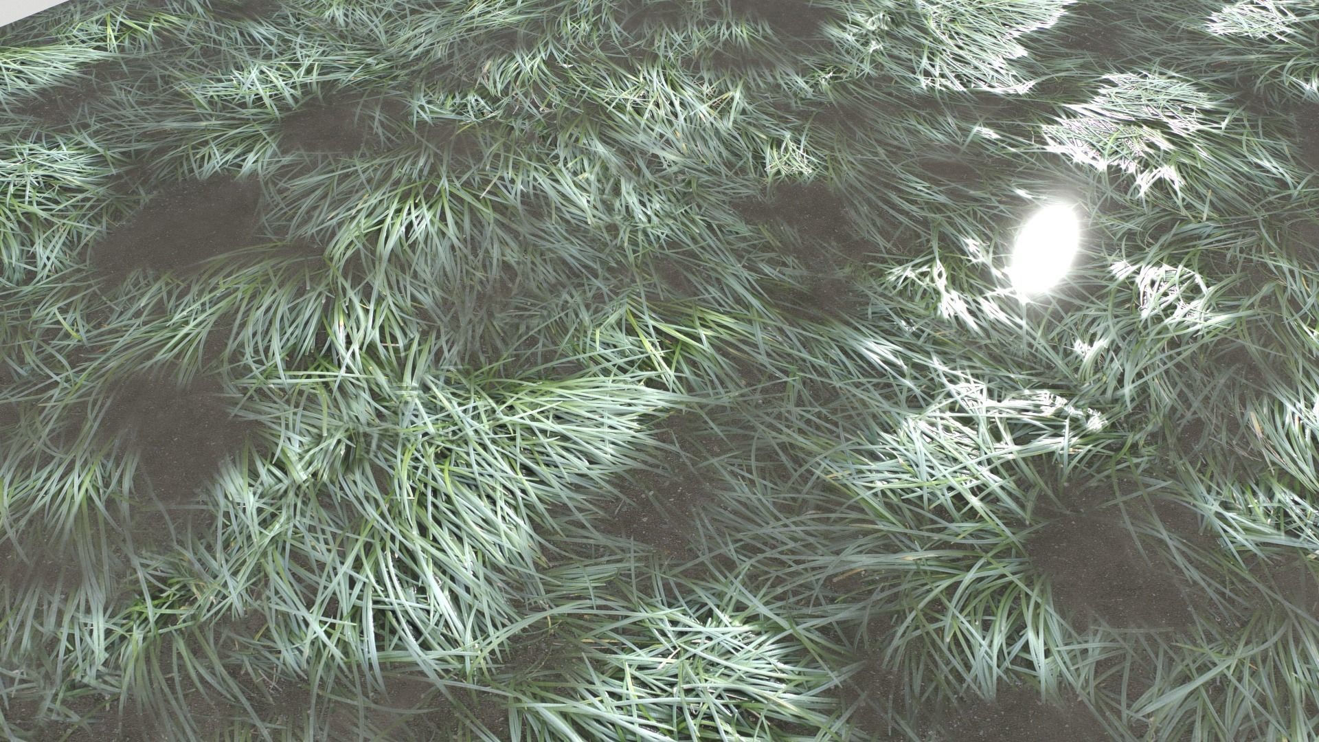 Water with algae and Plants 3 Texture_17