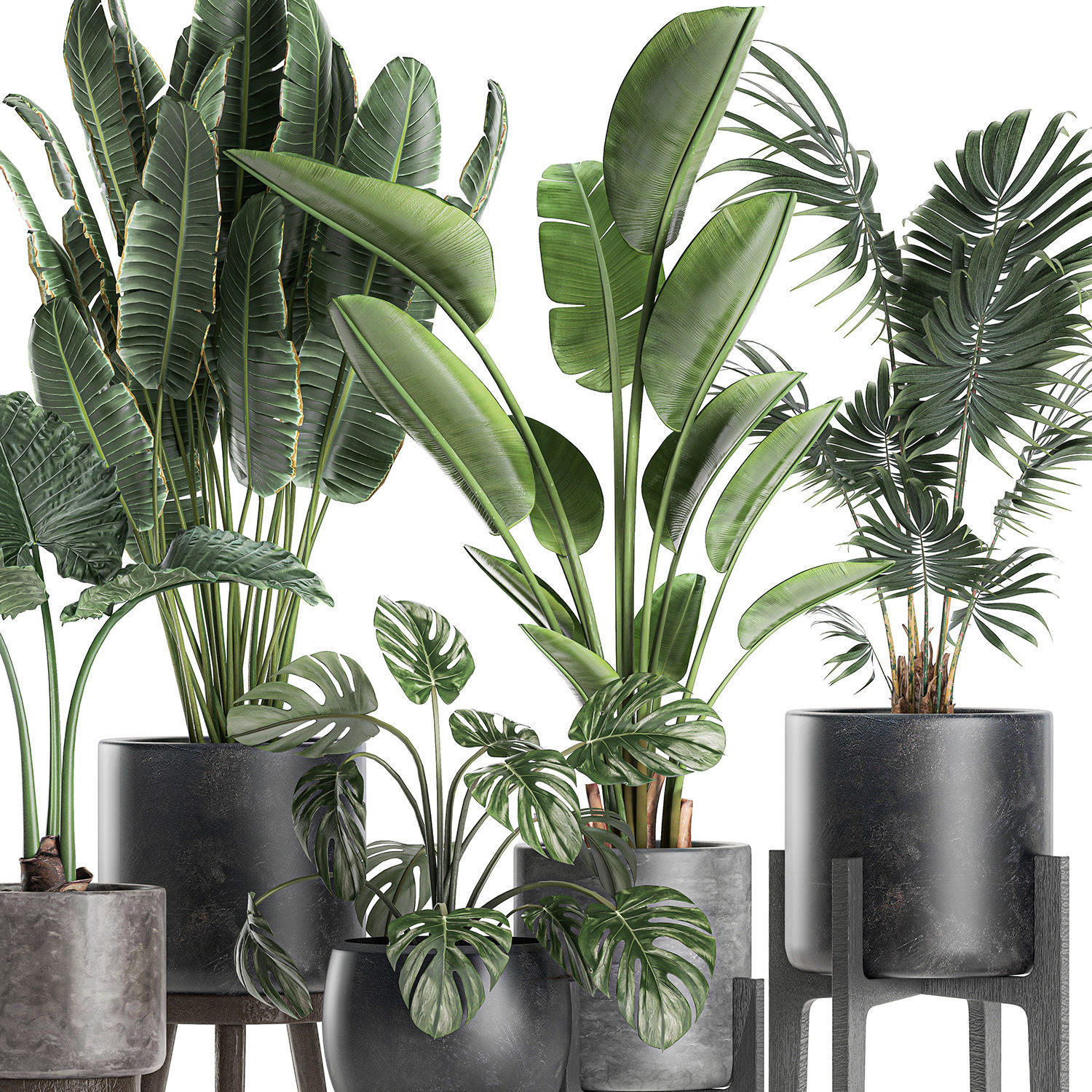Plants in a black pot for the interior 658 3D model_2