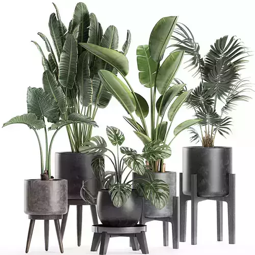 Plants in a black pot for the interior 658