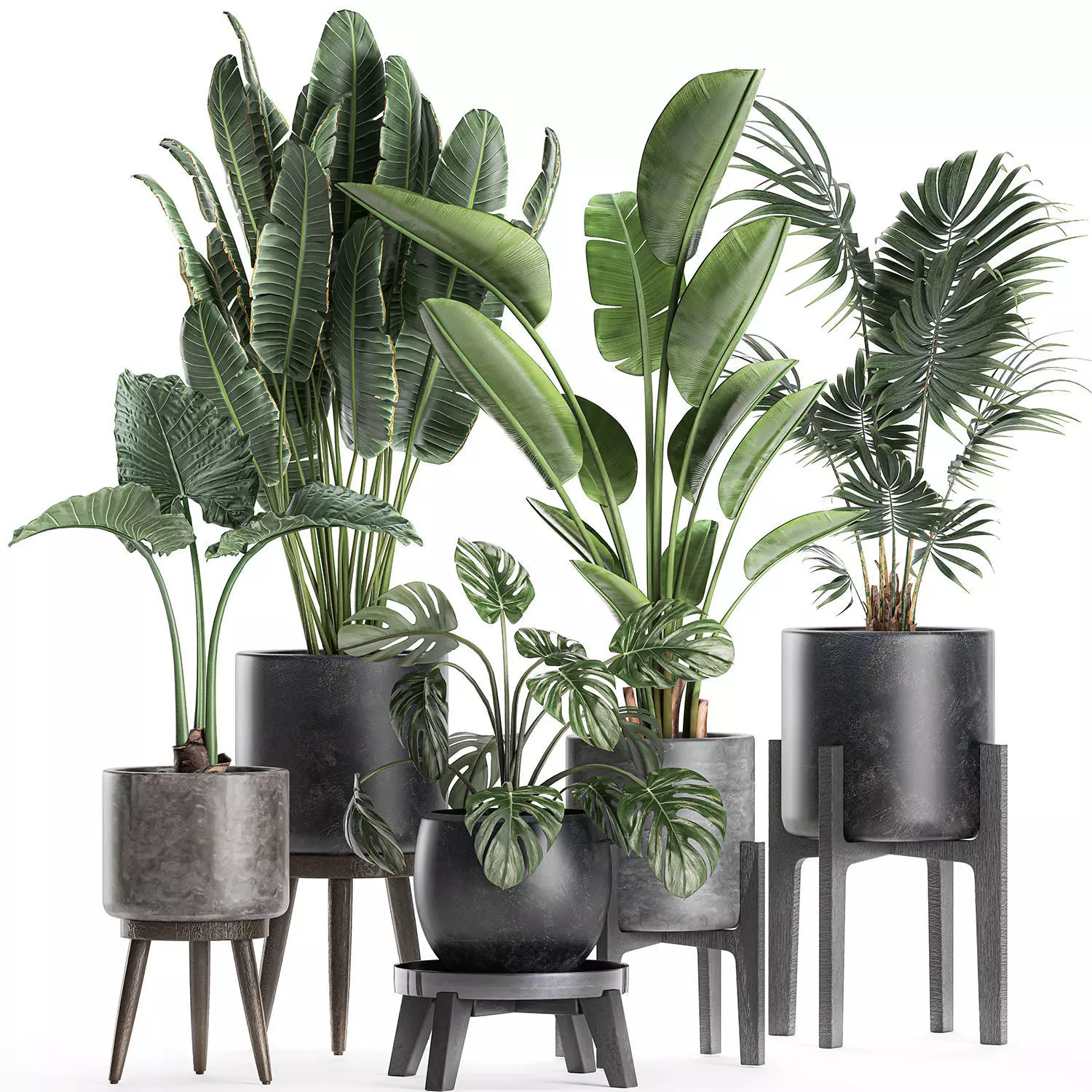 Plants in a black pot for the interior 658 3D model_0