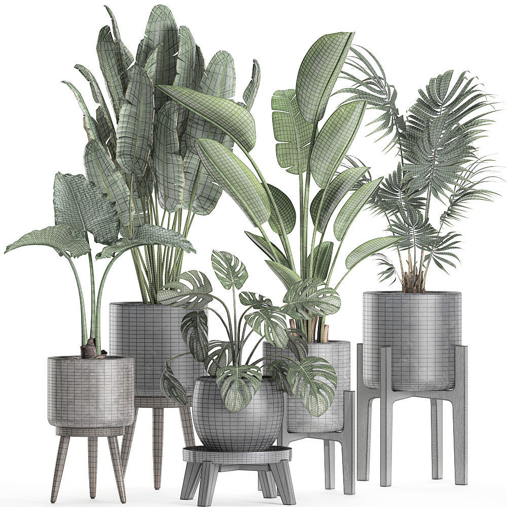 Plants in a black pot for the interior 658 3D model_6