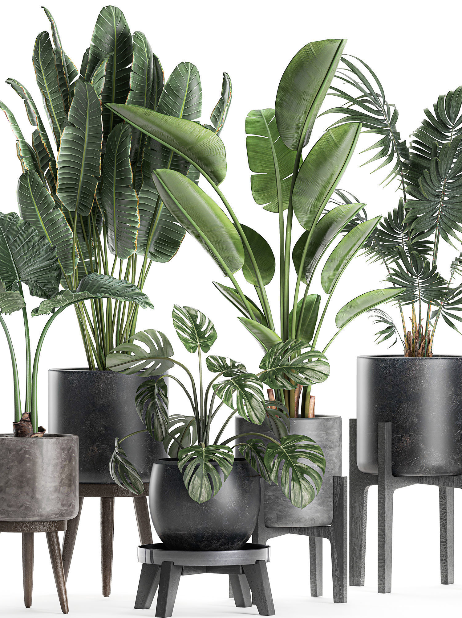 Plants in a black pot for the interior 658 3D model_4