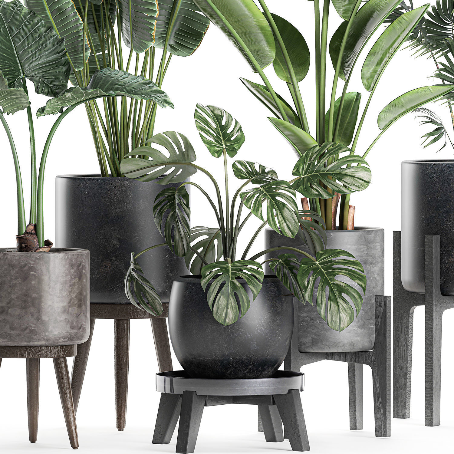Plants in a black pot for the interior 658 3D model_1
