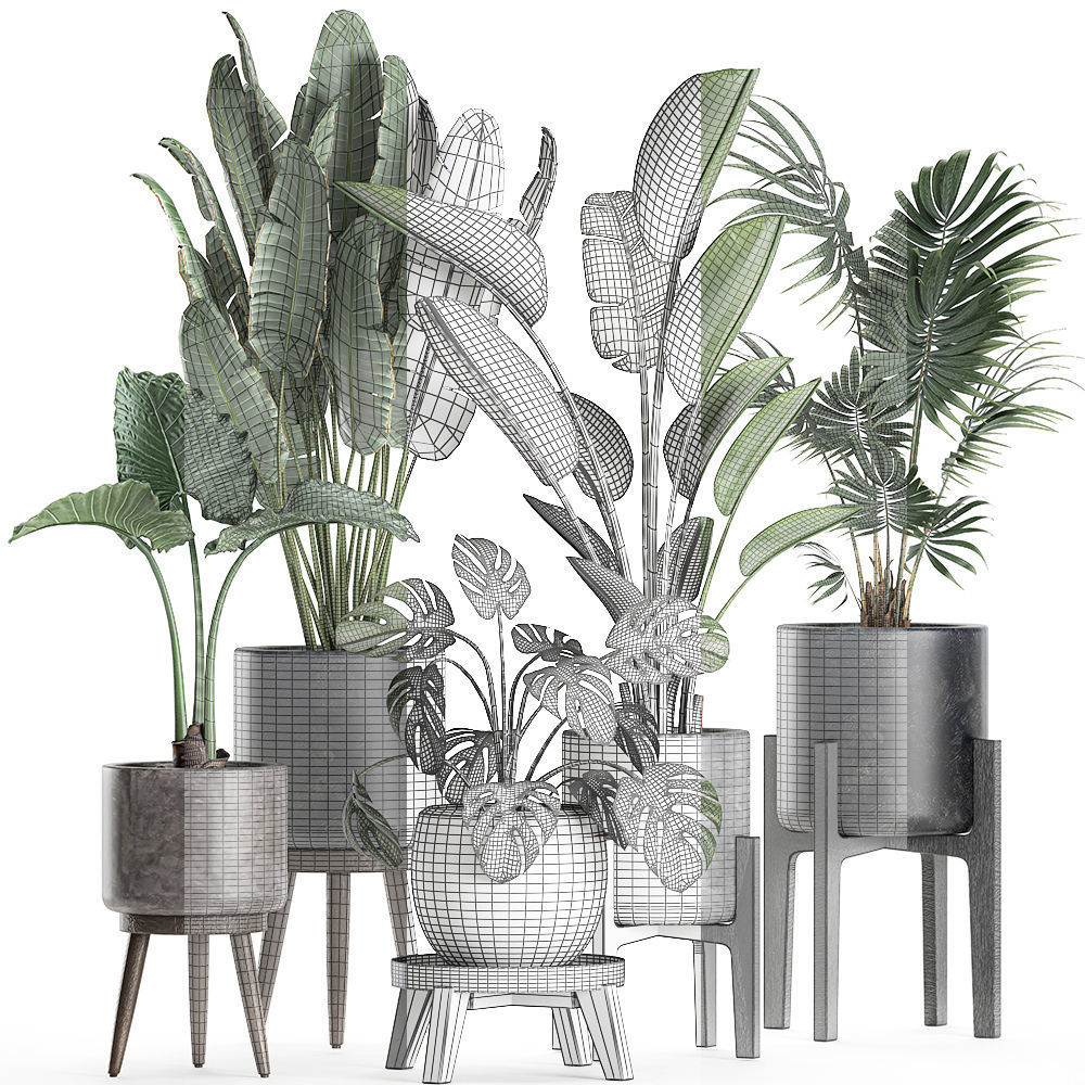 Plants in a black pot for the interior 658 3D model_5