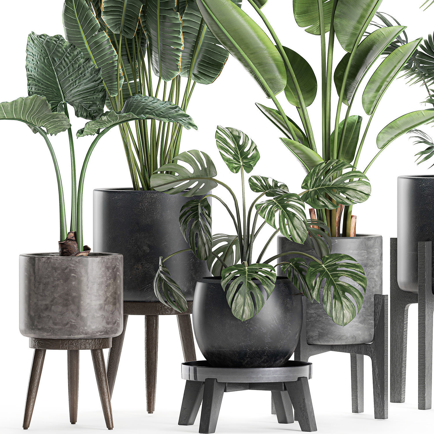 Plants in a black pot for the interior 658 3D model_3