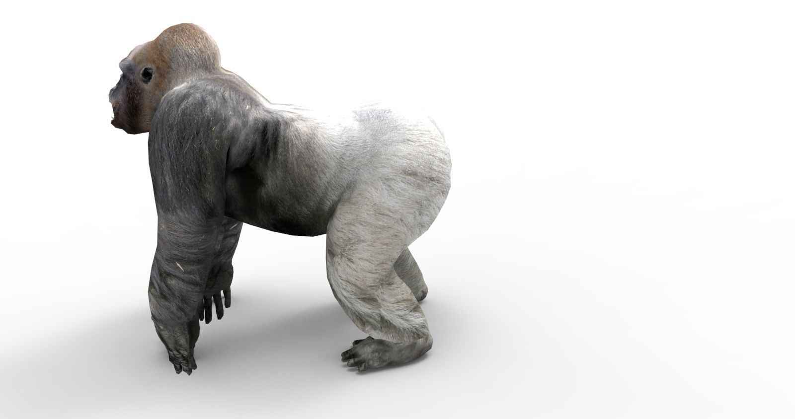 3D Model Gorilla Animated and Rigged Low-poly 3D model_2