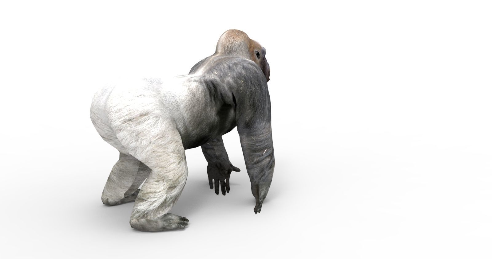 3D Model Gorilla Animated and Rigged Low-poly 3D model_8