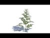 Plant 3D model_1